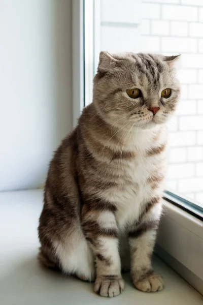 Adorable Fluffy Gray Tabby Scottish Fold Cat Yellow Eyes Looking — Stock Photo, Image