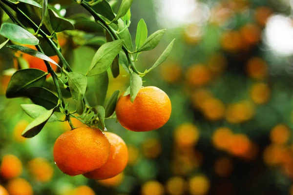 Pemandangan Pada Cabang Dengan Jeruk Tangerine Terang Pada Pohon Taman — Stok Foto