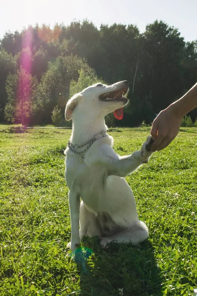 Anjing Putih Yang Ramah Memegang Tangannya Pemiliknya — Stok Foto