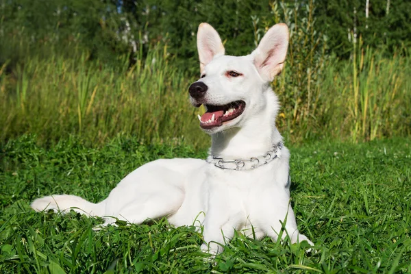 公園の芝生の上の白い犬を笑って面白い — ストック写真