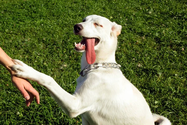 Cão Branco Bonito Está Segurando Para Mão Seu Proprietário — Fotografia de Stock
