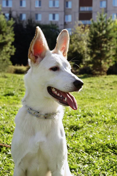 公園での散歩にフレンドリーな白い犬の肖像画 — ストック写真