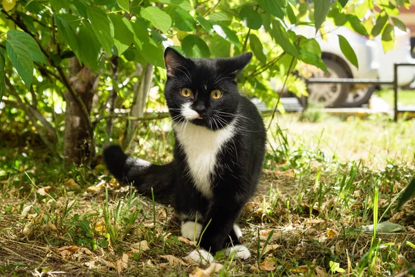 Chat Noir Blanc Aux Yeux Jaunes Marche Sur Une Herbe — Photo