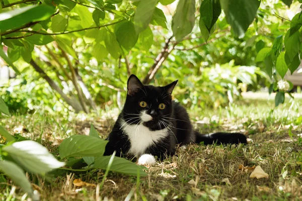 Hermoso Gato Blanco Negro Con Ojos Amarillos Una Hierba Bajo —  Fotos de Stock