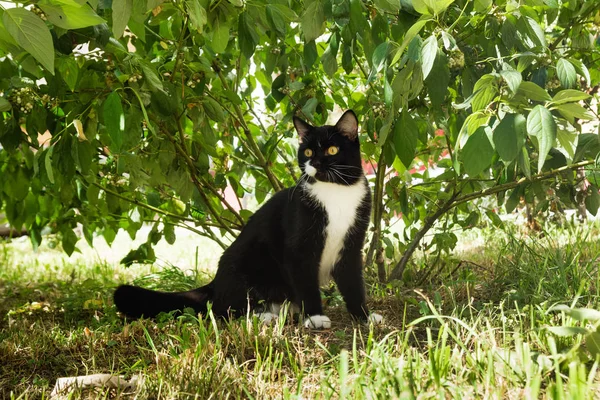 Gato Blanco Negro Con Ojos Amarillos Está Sentado Una Hierba —  Fotos de Stock