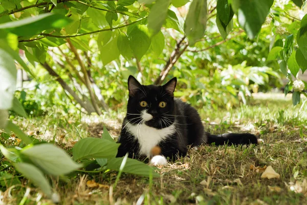 阳光明媚的日子 在树下的草地上 一只黄眼睛的黑白猫 — 图库照片