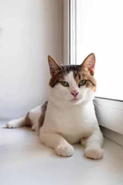 Entzückende Weiße Gestromte Katze Mit Grünen Augen Sitzt Fenster Und — Stockfoto