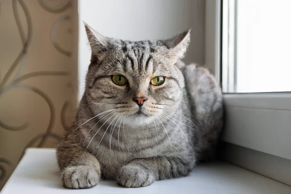 Beautiful Fluffy Gray Tabby Cat Green Eyes Sitting Window — Stock Photo, Image