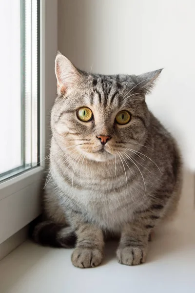 Adorable Gray Cat Green Eyes Sitting Window — Stock Photo, Image