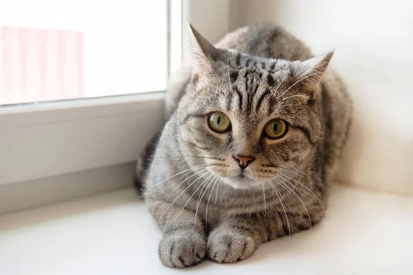 Beautiful Fluffy Gray Tabby Cat Green Eyes Sitting Window — Stock Photo, Image