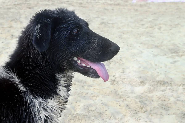 Retrato Cão Preto Branco Molhado Depois Nadar Praia — Fotografia de Stock