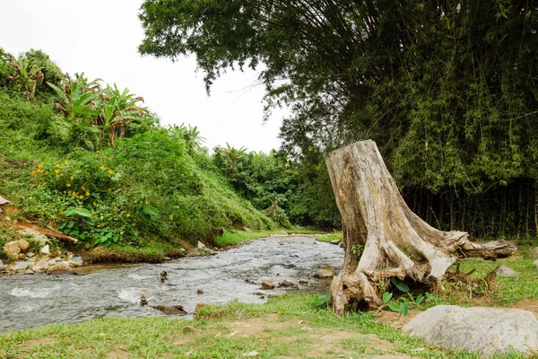 山川と曇りの天候で熱帯雨林の大きな切り株を表示します チェンマイ — ストック写真