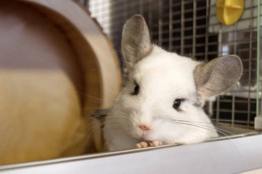 Cute chinchilla of white color is sitting in his house and looking into the camera, front view. clipart