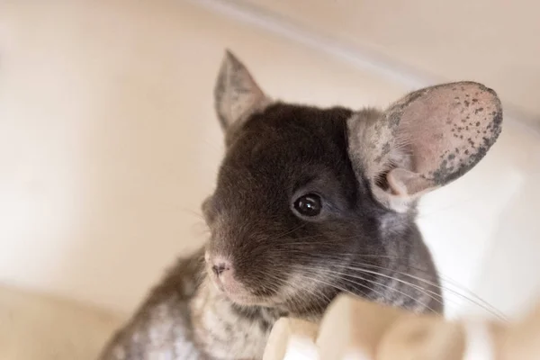 Porträtt Söta Chinchilla Brun Sammet Färg Sidovy — Stockfoto