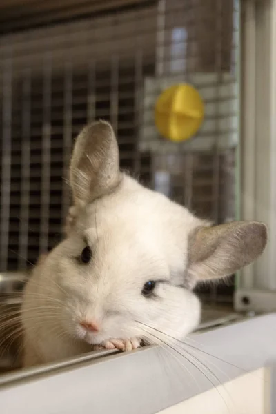 Söta Chinchilla Vit Färg Sitter Hans Hus Framifrån — Stockfoto