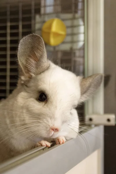 Porträtt Söta Chinchilla Vit Färg Hans Hus Sida — Stockfoto