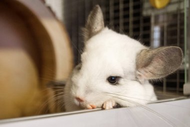 Cute chinchilla of white color is sitting in his house and looking into the camera, side view. clipart