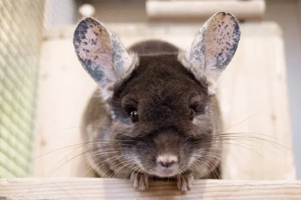 Söta Chinchilla Brun Sammet Färg Sitter Trähylla Nära Dess Hus — Stockfoto