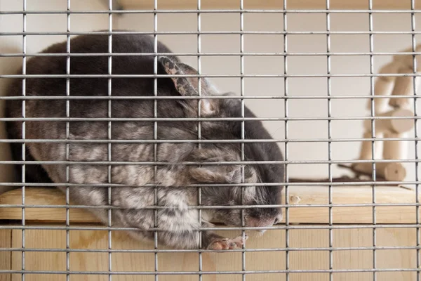 Söta Chinchilla Brun Sammet Färg Sover Sitt Hus Trähylla Nära — Stockfoto