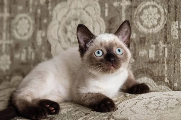 Lindo Gatito Punto Color Con Ojos Azules Está Sentado Sofá —  Fotos de Stock