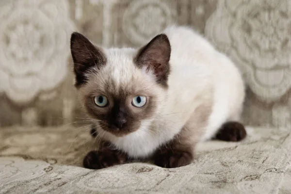 可爱的颜色点小猫蓝眼睛坐在米色的沙发上 前视图 — 图库照片