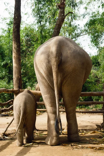 Слоненок Своей Матерью Вид Сзади Чиангмай Таиланд — стоковое фото