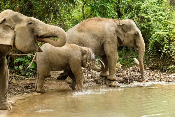 Группа Слонов Купается Пруду Между Лесом Чиангмай Таиланд — стоковое фото