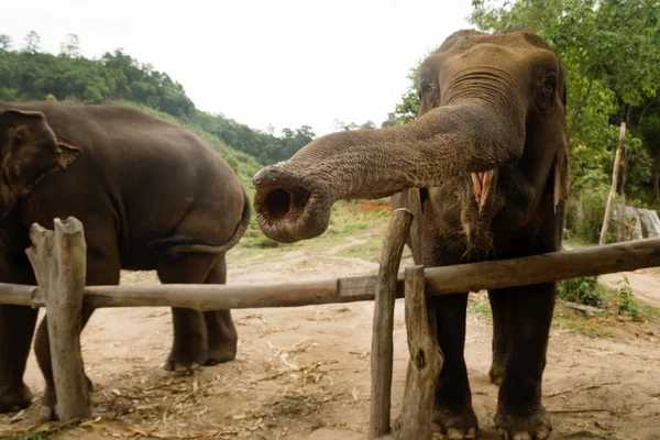 Груз Слонов Крупным Планом Чиангмай Таиланд — стоковое фото
