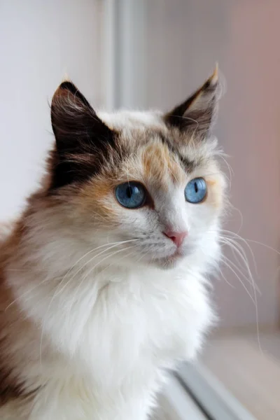 Portret Puszysty Kot Urocza Szylkret Niebieskimi Oczami Siedzi Blisko Okno — Zdjęcie stockowe