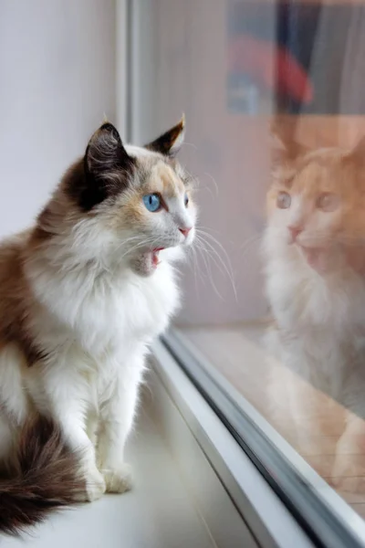 青い目と口を開けて座っている窓に近いふわふわかわいい三毛猫の肖像画 — ストック写真