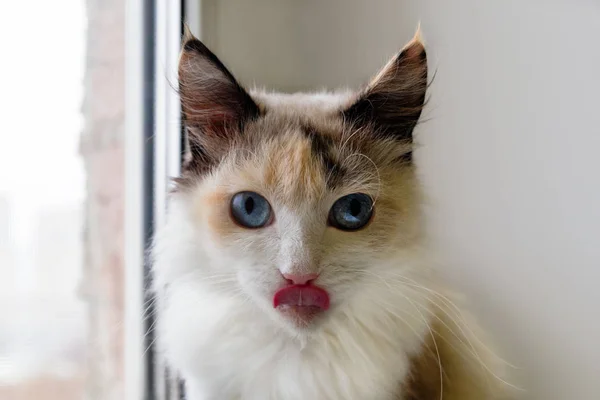 Retrato Adorable Tortuga Gato Esponjoso Con Ojos Azules Lengua Extendida —  Fotos de Stock