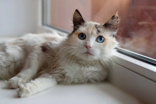 Vackra Sköldpadd Fluffig Katt Med Blå Ögon Liggande Nära Ett — Stockfoto