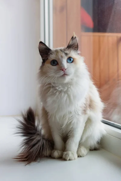 美丽的龟甲毛茸茸的猫的肖像与蓝眼睛坐在靠近窗口 — 图库照片