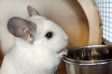 Cute chinchilla of white color is sitting in its house near to bowl with food, side view. Breakfast time. clipart