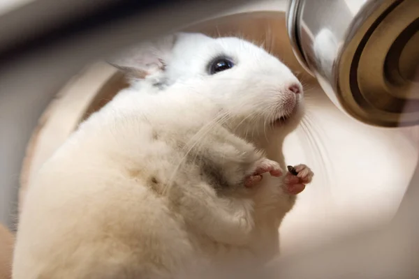 Söta Chinchilla Vit Färg Sitter Dess Hus Nära För Att — Stockfoto