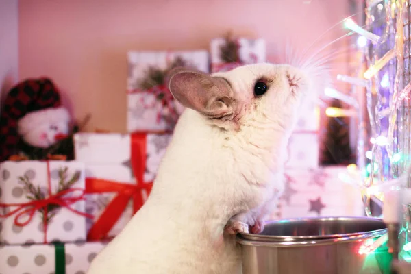 Chinchila Branca Bonito Sua Casa Com Decorações Natal Luzes Natal — Fotografia de Stock