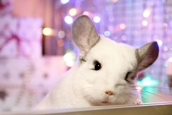 Портрет Милий Білий Кролик Шиншиловий Тлі Різдвяні Прикраси Різдвяні Вогні — стокове фото