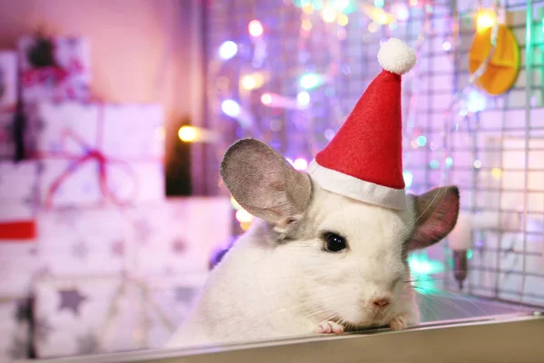 Chinchila Branca Bonito Com Chapéu Vermelho Papai Noel Fundo Decorações — Fotografia de Stock