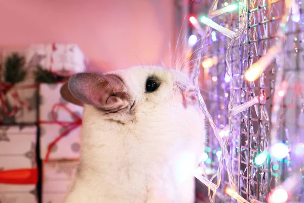 Chinchila Branca Bonito Sua Casa Com Decorações Natal Luzes Natal — Fotografia de Stock