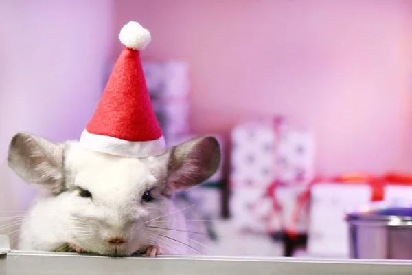 Chinchila Branca Bonito Com Chapéu Vermelho Papai Noel Fundo Decorações — Fotografia de Stock