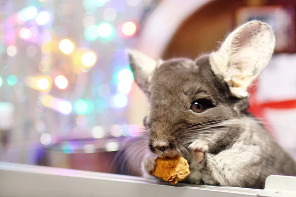 Lindo Chinchilla Marrón Está Comiendo Manzana Seca Sobre Fondo Decoraciones — Foto de Stock