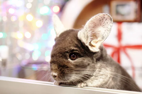 Portret Van Schattige Bruin Chinchilla Een Achtergrond Van Kerstversiering Kerstverlichting — Stockfoto