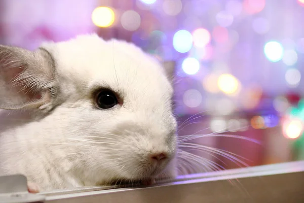 Retrato Chinchilla Blanca Sobre Fondo Luces Navideñas Regalos Invierno Año —  Fotos de Stock