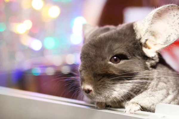 Porträtt Söta Bruna Chinchilla Bakgrund Juldekorationer Och Julbelysning Vintersäsongen Och — Stockfoto