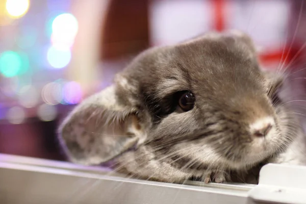 Portret Van Schattige Bruin Chinchilla Een Achtergrond Van Kerstversiering Kerstverlichting — Stockfoto