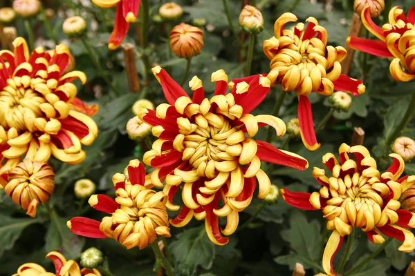 Top View Στα Κόκκινα Και Κίτρινα Λουλούδια Χρυσάνθεμα Τομέα Των — Φωτογραφία Αρχείου