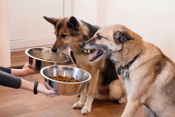 Due Cani Affamati Stanno Aspettando Nutrirsi Proprietario Suoi Cani Ciotole — Foto Stock