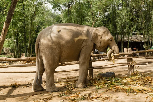 Слон Ест Сухие Бамбуковые Листья Чиангмай Таиланд — стоковое фото