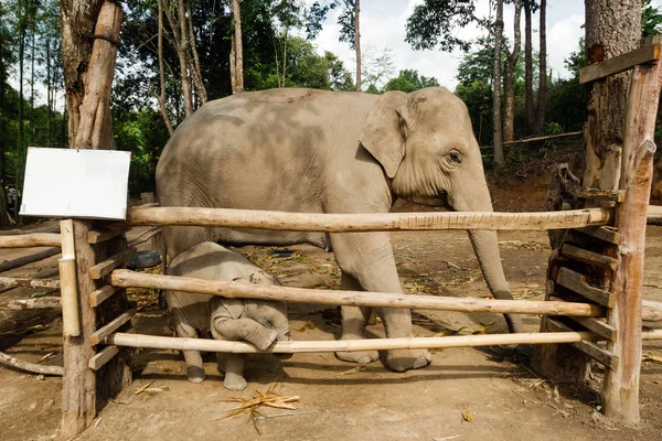 Смешной Двухмесячный Слоненок Своей Матерью Чиангмай Таиланд — стоковое фото