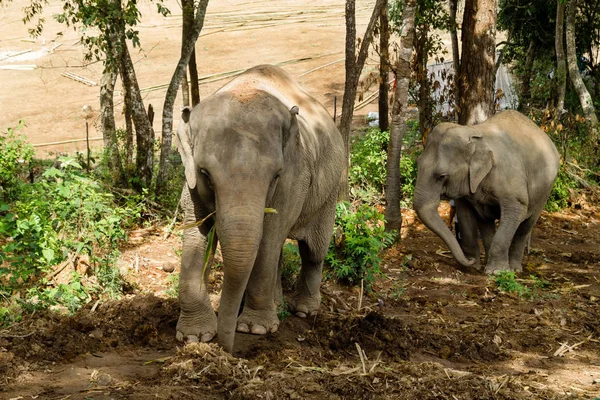 Два Слона Идут Джунглям Чиангмай Таиланд — стоковое фото